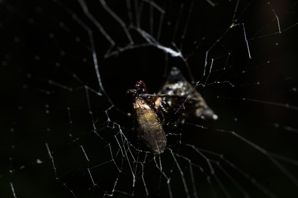 Macro insect photography by Peter Gedeon
