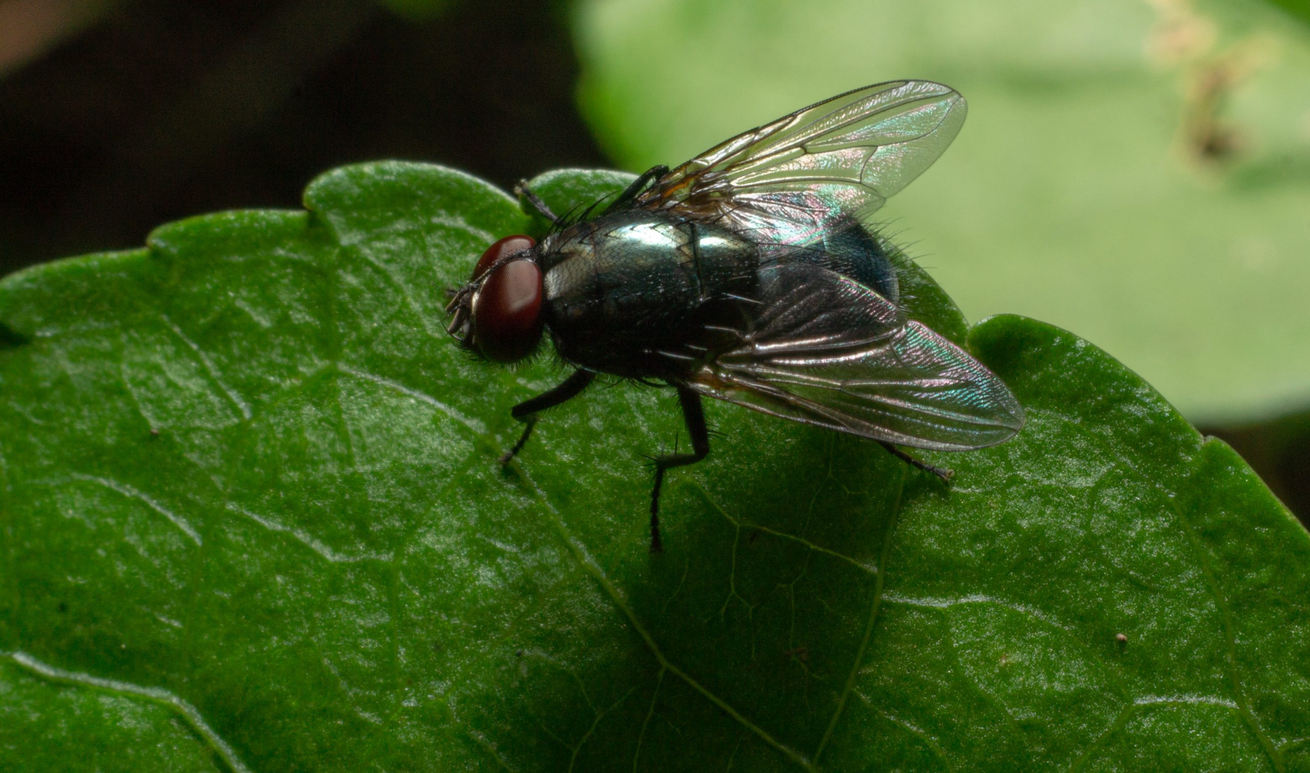 Fly Photoshoot Photooftheday Photonature Photonaturemacr