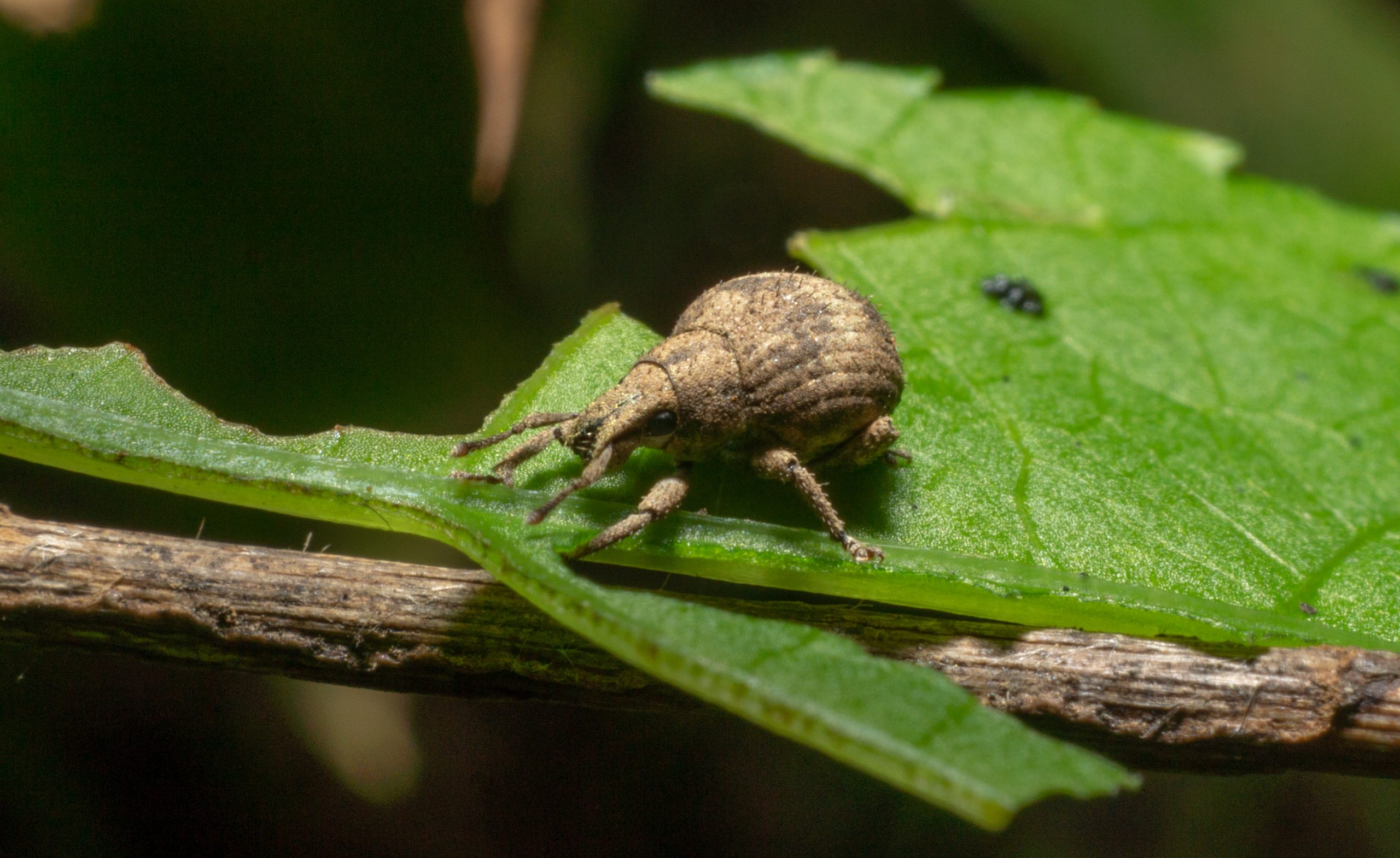 What is this fat bug?