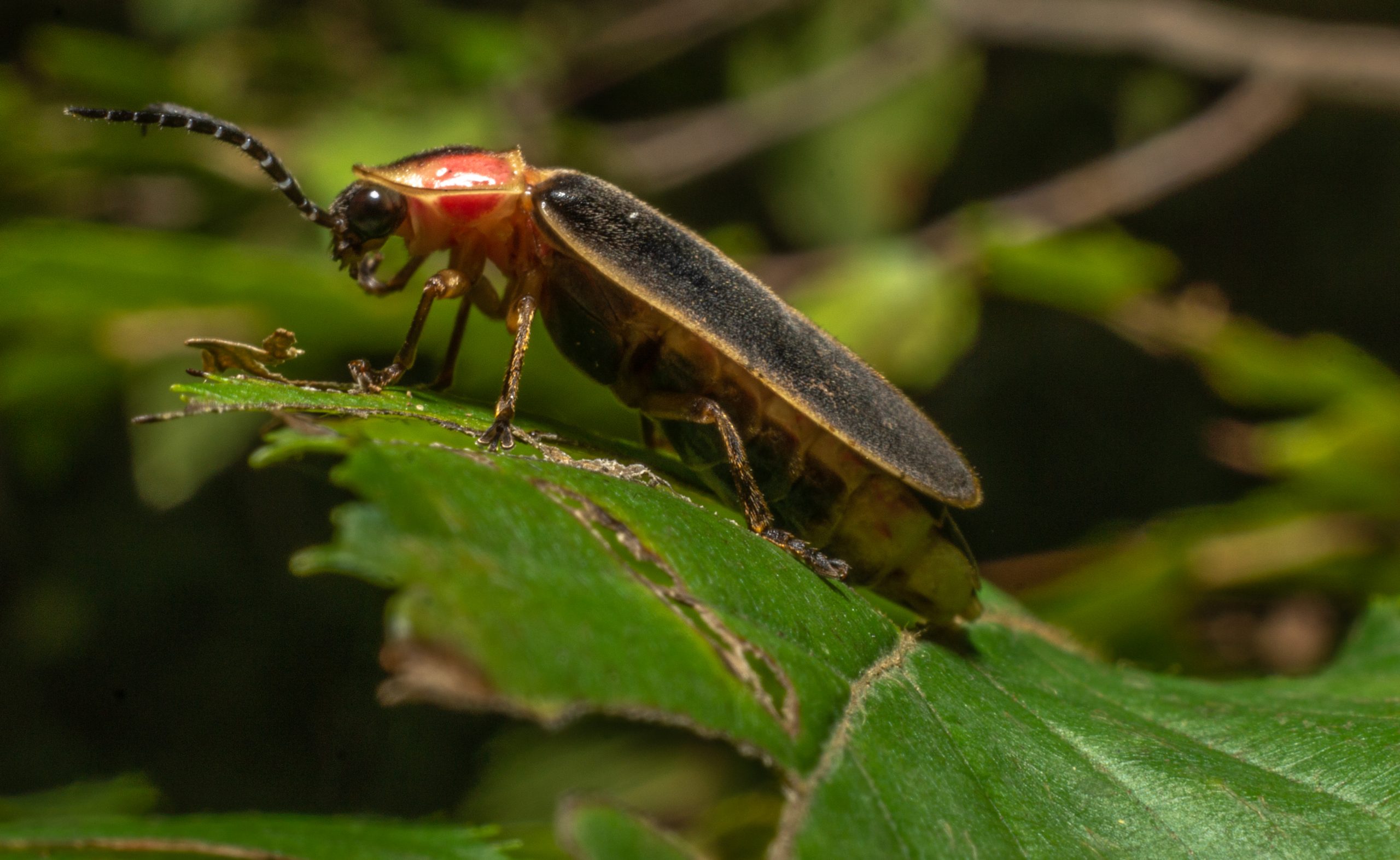 Insect Macro, Insectsofinstagram Insects Of Our World Insec