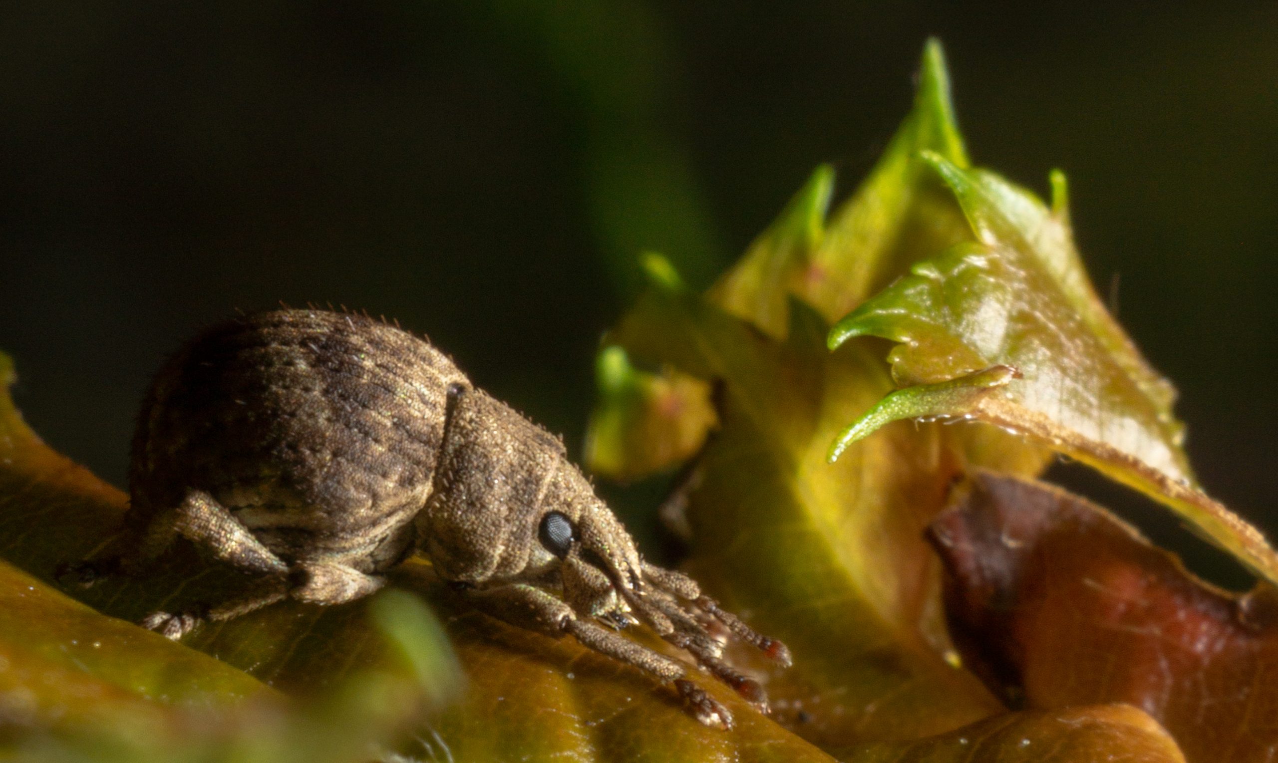 Insects Of Our Word Insect Insect Addict Insect Macro In