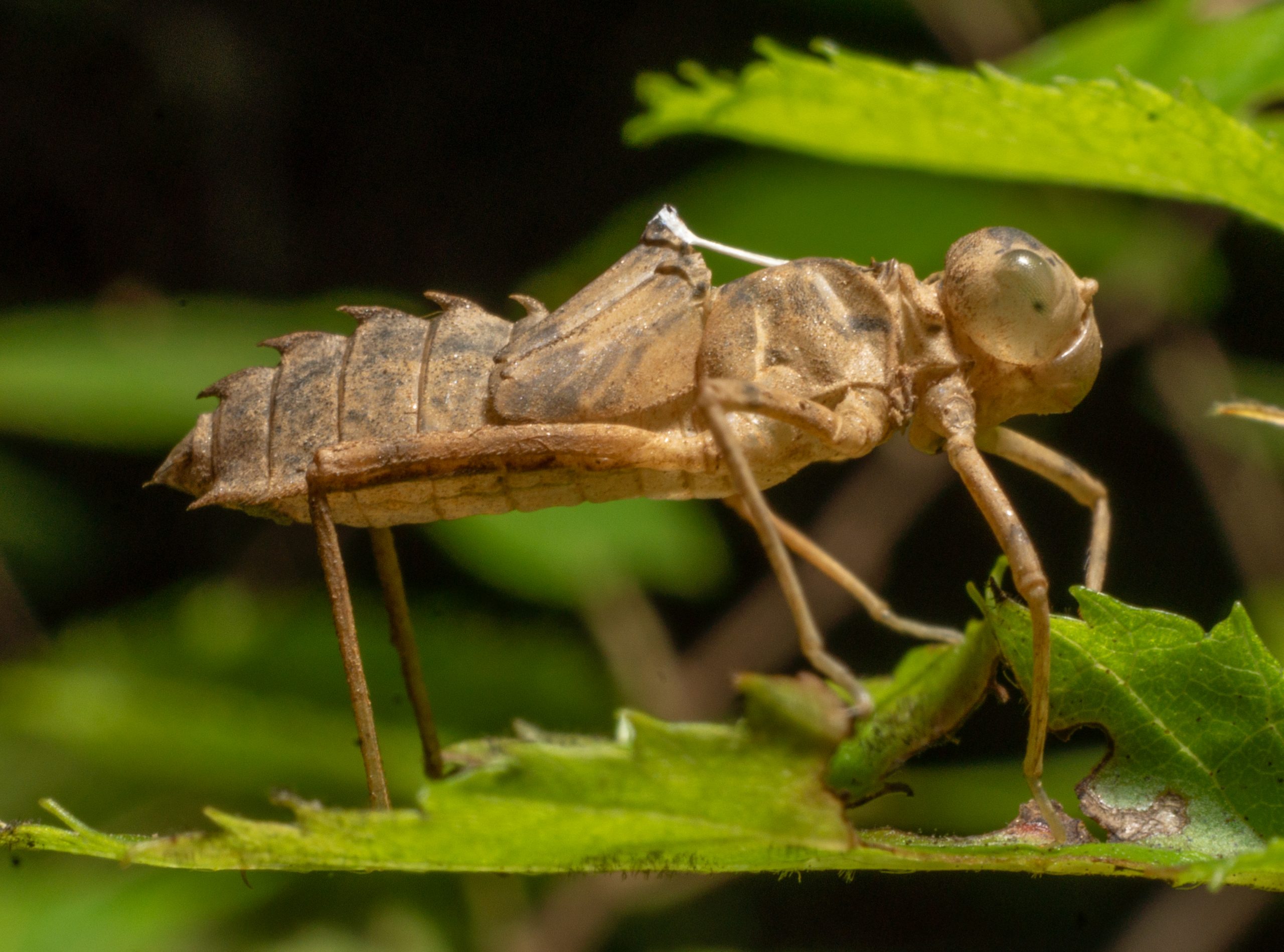 Insects Of Our Word Insect Insect Addict Insect Macro In