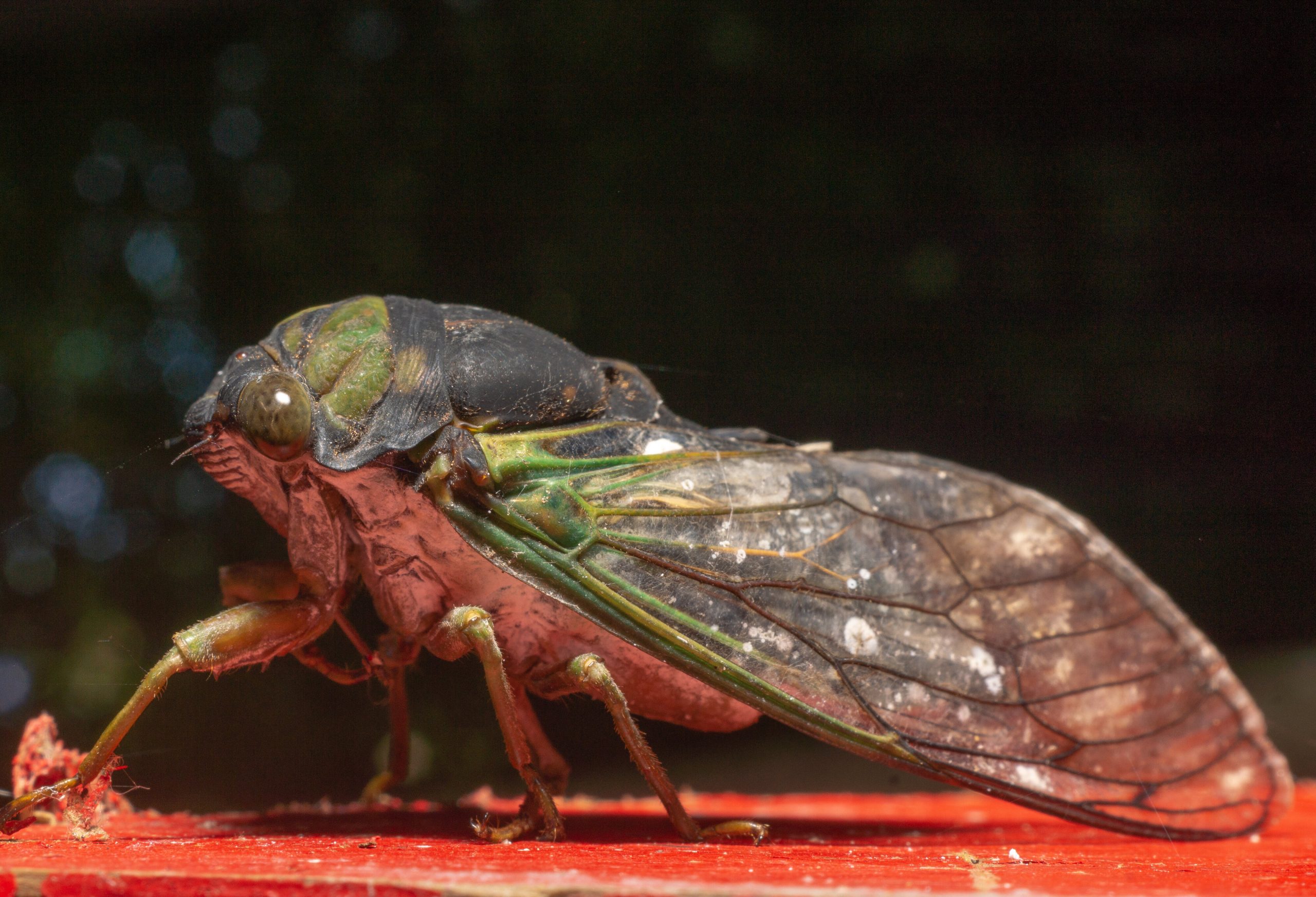 Cicada Chilling out