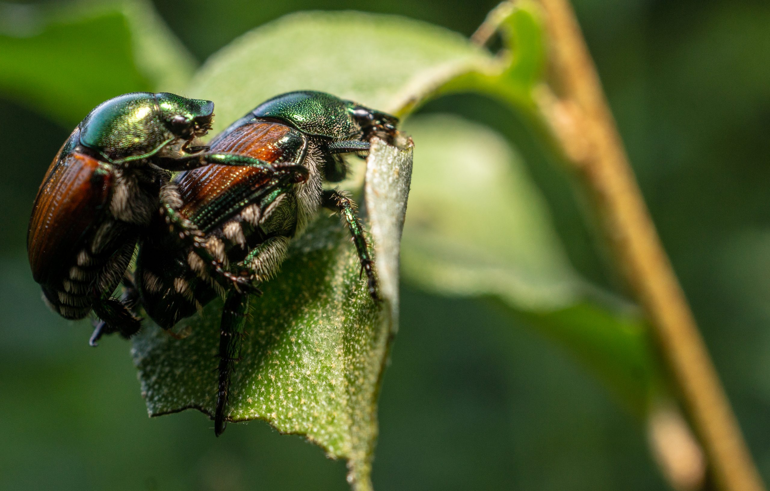 Naturephotography Insect Macro Macrophotographylove Macro