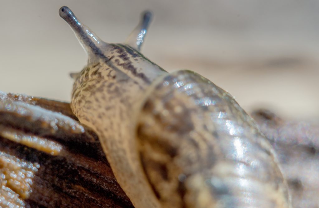 Macro Insect Photography: Abstract Detail — Stock Photo by Peter Gedeon